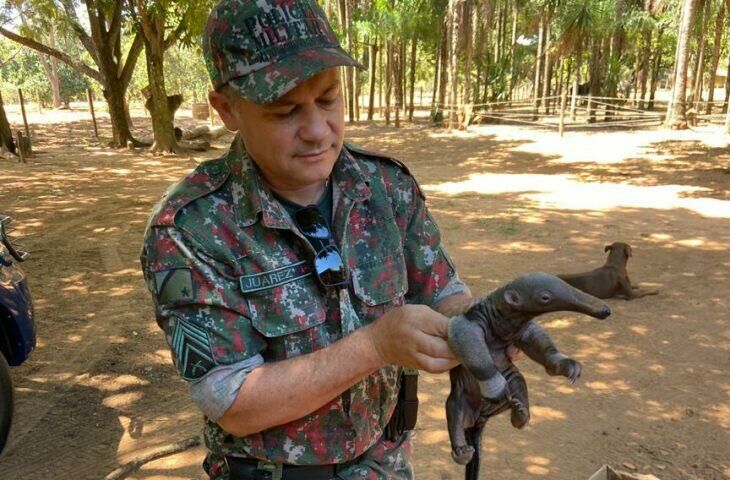 Imagem de compartilhamento para o artigo Saiba o que fazer ao encontrar um animal silvestre ferido em MS da MS Todo dia